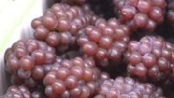 ハウスのデラウェア出荷　多くが糖度20度超えて最高評価「秀」に　あす東京や関西で競りへ　山梨