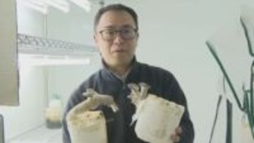 「おすすめはバター醤油で炒める」　キノコでSDGs　生ごみなどからキノコ栽培を研究　山梨大学と中央市