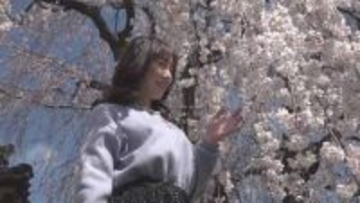 「私の中では春を告げるサクラ」　樹齢約130年のシダレザクラ　例年より10日早く満開に　山梨・福寿院