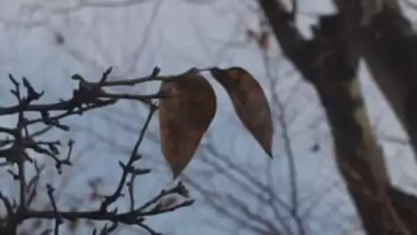 3日夜～4日にかけて今シーズン一番の寒さ　中北地域の山地、峡南地域で積雪予想　山梨
