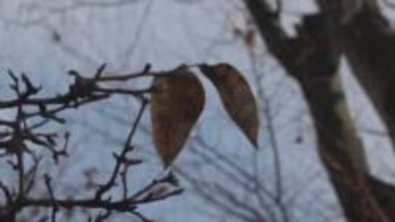 3日夜～4日にかけて今シーズン一番の寒さ　中北地域の山地、峡南地域で積雪予想　山梨