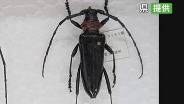 【特定外来生物】クビアカツヤカミキリを果樹園で初確認　半径1㎞の範囲の畑を調査　山梨県