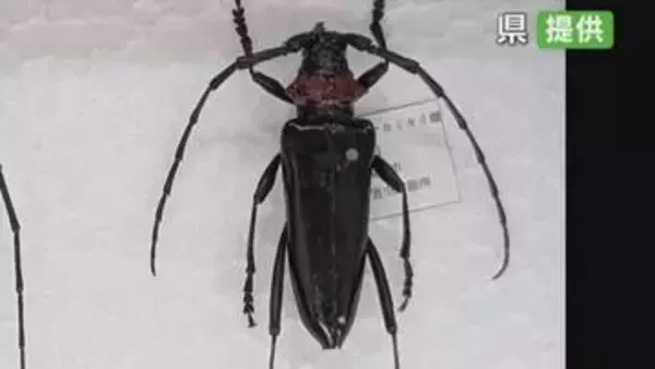 【特定外来生物】クビアカツヤカミキリを果樹園で初確認　半径1㎞の範囲の畑を調査　山梨県