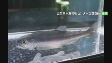 “奇跡の魚”クニマス　山梨県から秋田県に30匹送る　「これ以上、減らないよう育てていければ」