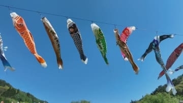 少子化でこいのぼりの寄付が減少　35年続く祭りの存続へ　実行委員会がクラウドファンディングで協力求める　山梨・北杜市