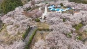 桜の名所　2000本のソメイヨシノが満開　山一帯を覆い 春の風景広がる　山梨・大法師公園