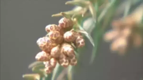 「花粉症の方には つらい年になる」　今年の飛散予想は例年の1.8倍　注意が必要な時間帯は昼の前後と夕方にかけて　山梨