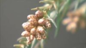 「花粉症の方には つらい年になる」　今年の飛散予想は例年の1.8倍　注意が必要な時間帯は昼の前後と夕方にかけて　山梨