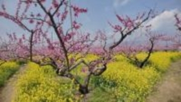 【まさに桃源郷】モモと20万本以上の菜の花が満開　ピンクと黄色のコントラスト広がる　山梨