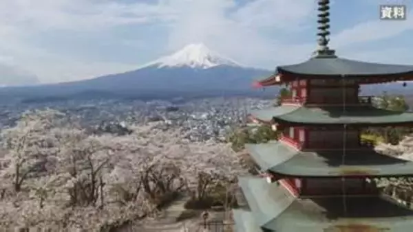 「中止による効果をこれから検証」桜・富士山・五重塔の公園　来訪者が去年より１万4000人余り増加　桜まつり中止の新倉山浅間公園　山梨・富士吉田市