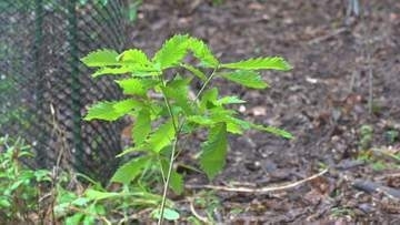 「きょう植えても樽になるには100年、150年かかる」　森林保全とジャパニーズウイスキーの発展目的　チーフブレンダーらが樽材のミズナラの苗木を植樹　甲府市