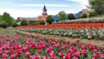 「見たことないチューリップもあってびっくり」25万本のチューリップが咲き誇る　山梨・北杜市ハイジの村
