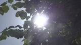 「すでに30度を超える真夏日　大月が30.4度、河口湖が28.3度　熱中症に注意　山梨」の画像1