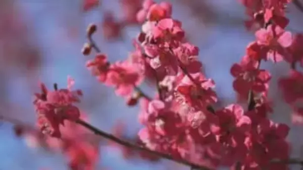 春の贅沢な景色を独り占め　「ゆうのう敷島 梅の里」で400本の梅が満開　山梨・甲斐市