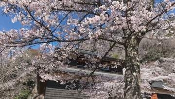 300本以上のソメイヨシノが見頃に　登山道が約6年ぶり再開して最初の春　山梨・大月市 岩殿山丸山公園