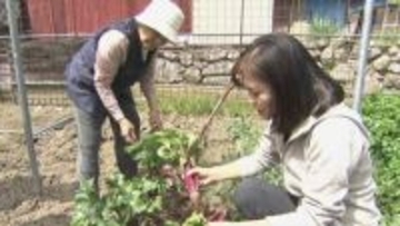 「みんなが集まる場所を作りたかった」カラフルな西洋野菜が売りのカフェ　栽培するのは地元のおばあちゃんたち　山梨・身延町