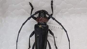 【特定外来生物】クビアカツヤカミキリ　桃の産地が緊急会議　8月中旬までに全域で防除へ　山梨・笛吹市