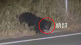 「【連続画像】クマが道路沿いに出没　何かを食べていたか　体長約１メートル　近隣の学校は部活動を中止、下校時間を早める　山梨・北杜市」の画像1