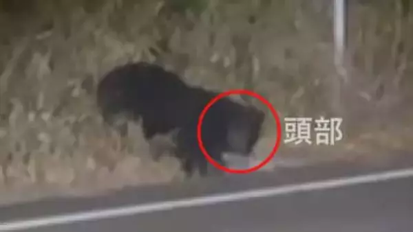 【連続画像】クマが道路沿いに出没　何かを食べていたか　体長約１メートル　近隣の学校は部活動を中止、下校時間を早める　山梨・北杜市