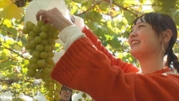 「すごく甘い」11月なのにシャインマスカット食べ放題！　11月に完熟するよう栽培を工夫　山梨県甲州市・一古園