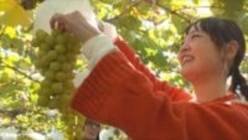 「すごく甘い」11月なのにシャインマスカット食べ放題！　11月に完熟するよう栽培を工夫　山梨県甲州市・一古園