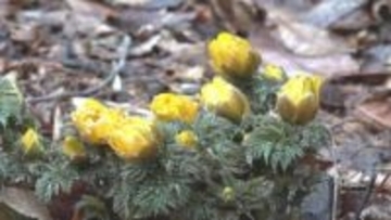 “春を告げる花”　例年より早く咲き始めたフクジュソウ　今が見ごろに　山梨・西桂町