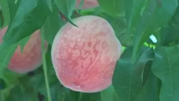 山梨県甲州市でハウスもも「さくひめ」が初収穫