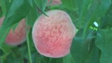 山梨県甲州市でハウスもも「さくひめ」が初収穫