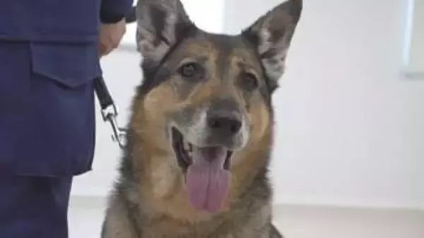 「余生はゆったり のんびり 穏やかに」警察犬「キューラ号」退任式　8年間で300件以上の事件や行方不明者の捜索に出動　山梨県警