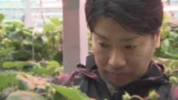 「日常を一緒に作りたい」　漁業の街・大船渡市を農業で復興へ　東北最大級のトマトの産地に　山梨の農業法人との絆【東日本大震災　3.11】