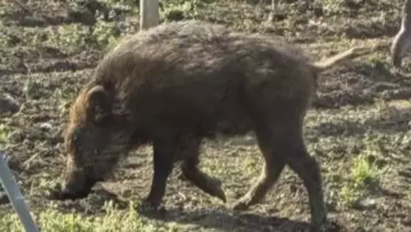 「どこの犬？と思って よく見たらイノシシ」　ブドウ畑や側溝に出没　この時期は出産期で攻撃的に　一方、6日にはクマの目撃情報も　山梨