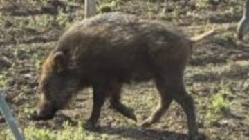 「どこの犬？と思って よく見たらイノシシ」　ブドウ畑や側溝に出没　この時期は出産期で攻撃的に　一方、6日にはクマの目撃情報も　山梨