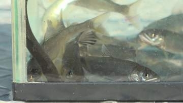 アユ稚魚およそ8万匹を出荷　体長6センチ～7センチほど　6月のアユ釣り解禁に向け　山梨