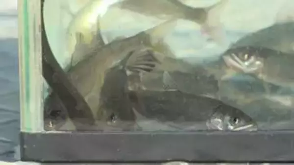 アユ稚魚およそ8万匹を出荷　体長6センチ～7センチほど　6月のアユ釣り解禁に向け　山梨