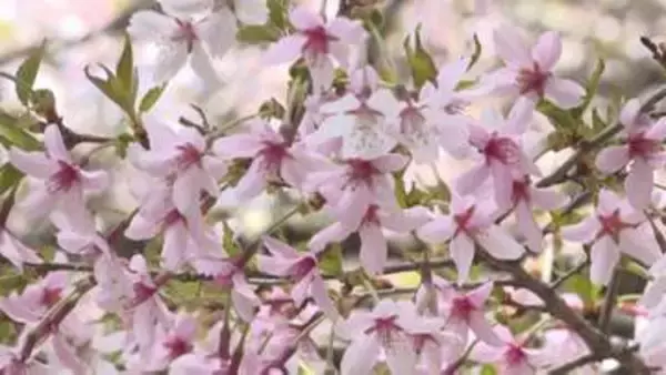 富士山のふもとに自生するフジザクラ　およそ2万本が見ごろ迎える　山梨・中ノ茶屋
