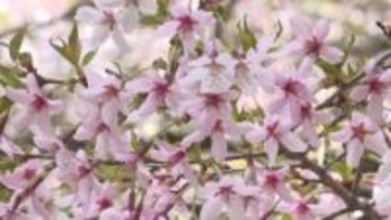 富士山のふもとに自生するフジザクラ　およそ2万本が見ごろ迎える　山梨・中ノ茶屋