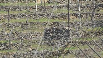 【速報】ぶどう畑で消毒散布機の下敷き　44歳の男性が死亡　山梨・甲府市