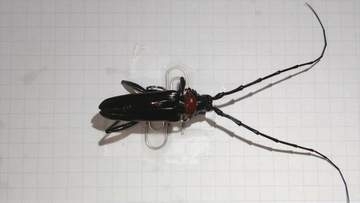 果樹を食い荒らす特定外来生物「クビアカツヤカミキリ」　県内で初確認　発見したら駆除し林務環境事務所などに連絡を　山梨