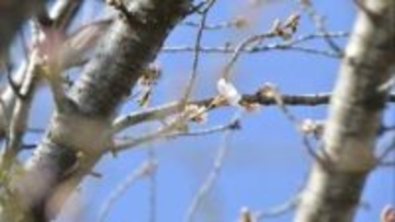 【速報】甲府で桜が開花　観測史上 最も早く　高知、岐阜もきょう開花で全国トップタイの開花