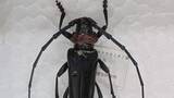 「「非常に強い危機感」モモやスモモなどの木の内部を食い荒らす　クビアカツヤカミキリ　拡大防止で緊急対策会議　山梨」の画像1