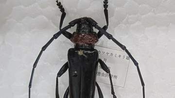 「非常に強い危機感」モモやスモモなどの木の内部を食い荒らす　クビアカツヤカミキリ　拡大防止で緊急対策会議　山梨