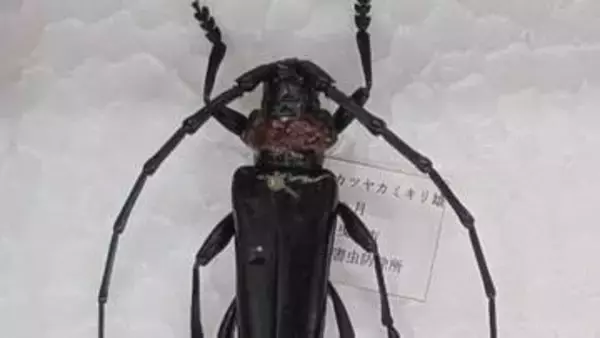 「非常に強い危機感」モモやスモモなどの木の内部を食い荒らす　クビアカツヤカミキリ　拡大防止で緊急対策会議　山梨