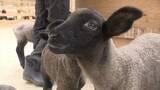 「牧場でベビーラッシュ　ヒツジの赤ちゃんが70匹誕生　あすからミルクやエサやり体験も　山梨・ふじさん牧場」の画像1