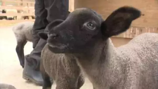 牧場でベビーラッシュ　ヒツジの赤ちゃんが70匹誕生　あすからミルクやエサやり体験も　山梨・ふじさん牧場