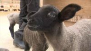 牧場でベビーラッシュ　ヒツジの赤ちゃんが70匹誕生　あすからミルクやエサやり体験も　山梨・ふじさん牧場