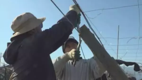 コンクリート杭と針金の甲州式ぶどう棚　修繕知識や技術ある農家が減少　倒壊しないよう正しく修繕するための研修会を初めて開く　甲府市