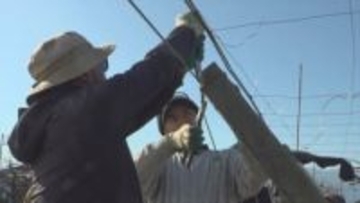 コンクリート杭と針金の甲州式ぶどう棚　修繕知識や技術ある農家が減少　倒壊しないよう正しく修繕するための研修会を初めて開く　甲府市