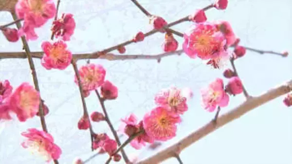 JR中央線があすからの特急など計21本の運休を発表　一部地域で積雪の見込みで　山梨