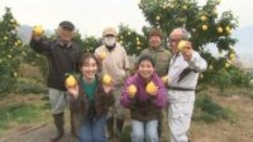 「この地区をレモンの丘にしたい」　“富士山レモン”　果実は大きく、皮は薄めで種が無い　新たな特産めざす　山梨・市川三郷町