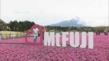 「富士山と芝桜の絶景　「感動を持ち帰る」株掘り体験　今週末開催　山梨・富士芝桜まつり」の画像1
